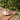 BVR Cherry Espressoset 12 Delig | 6 Persoons